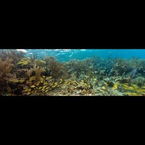 Meet your Posher, Beecher